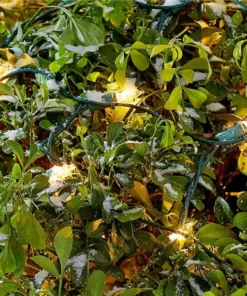 Home Accents Holiday 300L Clear Incandescent Mini Net Lights -Home Accents Holiday Shop home accents holiday christmas net lights tol 300 6wb n c c3 1000