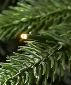 Home Accents Holiday 9 ft. Westwood Fir Christmas Tree -Home Accents Holiday Shop home accents holiday pre lit christmas trees 21pg90244 1d 1000