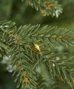 Home Accents Holiday 9 ft Jackson Noble Fir Christmas Tree -Home Accents Holiday Shop home accents holiday pre lit christmas trees 21wl10159 40 1000