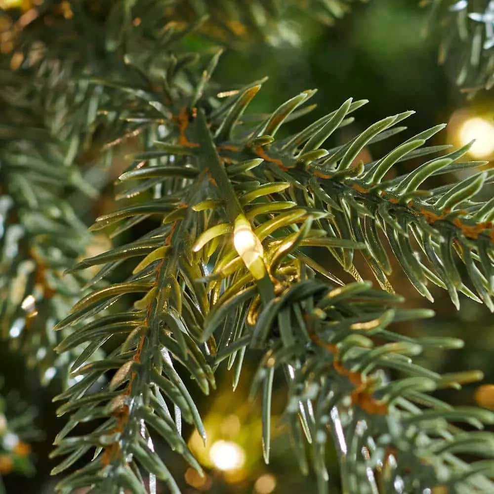 Home Accents Holiday 7.5 ft Jackson Noble Slim Christmas Tree 7 Home Accents Holiday 7.5 ft Jackson Noble Slim Christmas Tree - Image 5