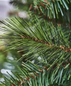 Home Accents Holiday 7.5 ft Wesley Pine Unlit Christmas Tree 10 Home Accents Holiday 7.5 ft Wesley Pine Unlit Christmas Tree -Home Accents Holiday Shop home accents holiday unlit christmas trees 22pg90180 a0 1000